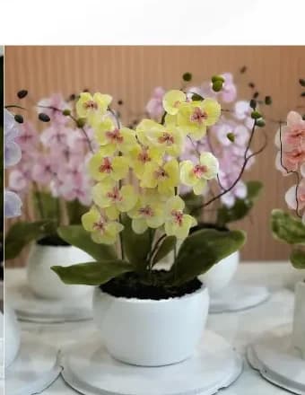 Bánh kem chậu hoa lan giấy gạo vàng